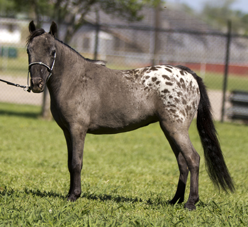 Little Americas Orion Paula